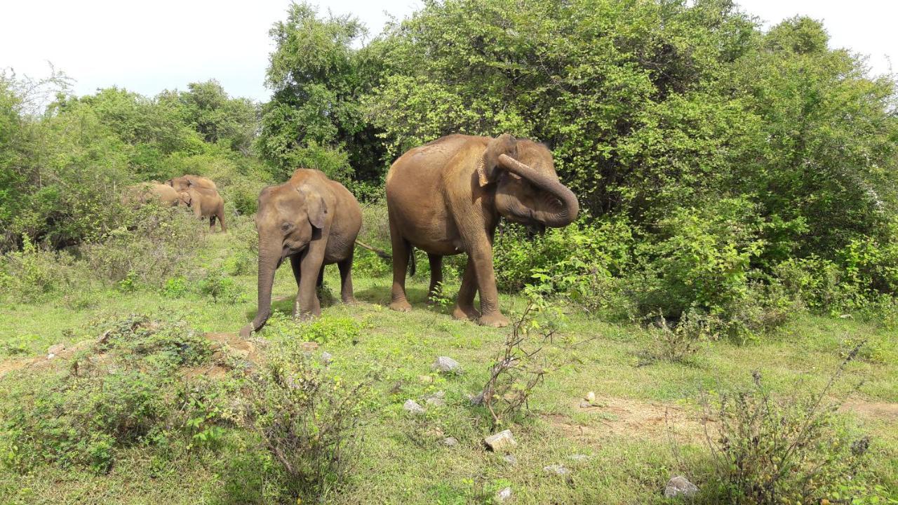 Tusker'S Paradise Safari Villa Udawalawe Exterior foto